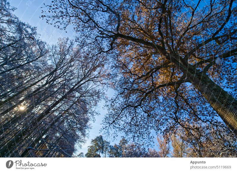 Blick aus dem wunderschönen lichtdurchfluteten winterlichen Wald durch die Bäume hinauf in den leuchtenden blauen Himmel Winter Forst Laub Äste Geäst Sonne