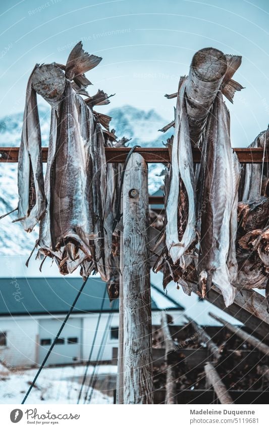 Stockfisch wird in Norwegen draussen an der frischen Luft getrocknet Kabeljau Lofoten Europa Insel konservieren Natur Naturgetrocknet Luftgetrocknet Fisch