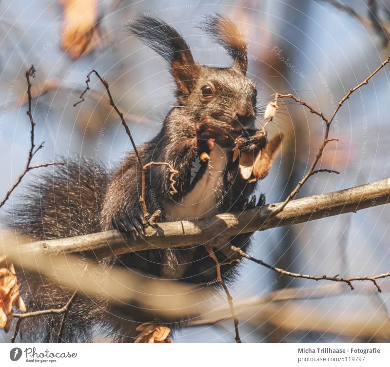 Fressendes Eichhörnchen im Baum Sciurus vulgaris Tiergesicht Kopf Auge Nase Ohr Maul Schwanz Pfoten Krallen Fell Nagetiere fressen knabbern Nahrung Ernährung