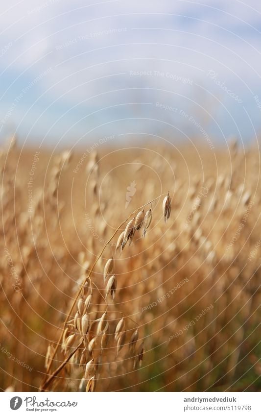 Nahaufnahme von reifen, goldenen Ähren von Roggen, Hafer oder Weizen, die sich im leichten Wind auf einem Feld wiegen. Das Konzept der Landwirtschaft. Das Weizenfeld ist bereit für die Ernte. Die Welternährungskrise.
