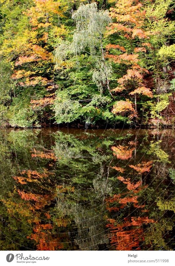 Spiegelungen | Herbst... Umwelt Natur Landschaft Pflanze Wasser Schönes Wetter Baum Sträucher Blatt Wildpflanze Herbstfärbung Seeufer stehen dehydrieren