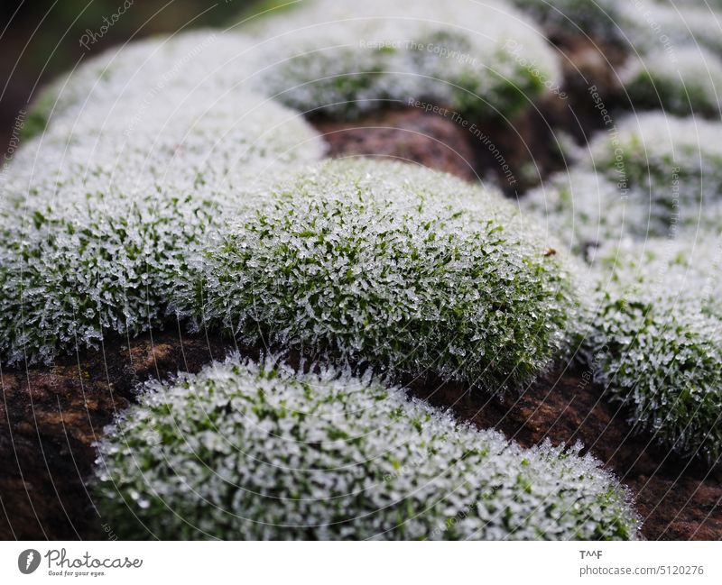 Eiskristalle auf Kissenmoos - Nahaufnahme Moos Laubmoos Laubmoose Kissenmoose Pflanze zart Struktur Bodendecker Umweltschutz Frost frieren gefroren Raureif