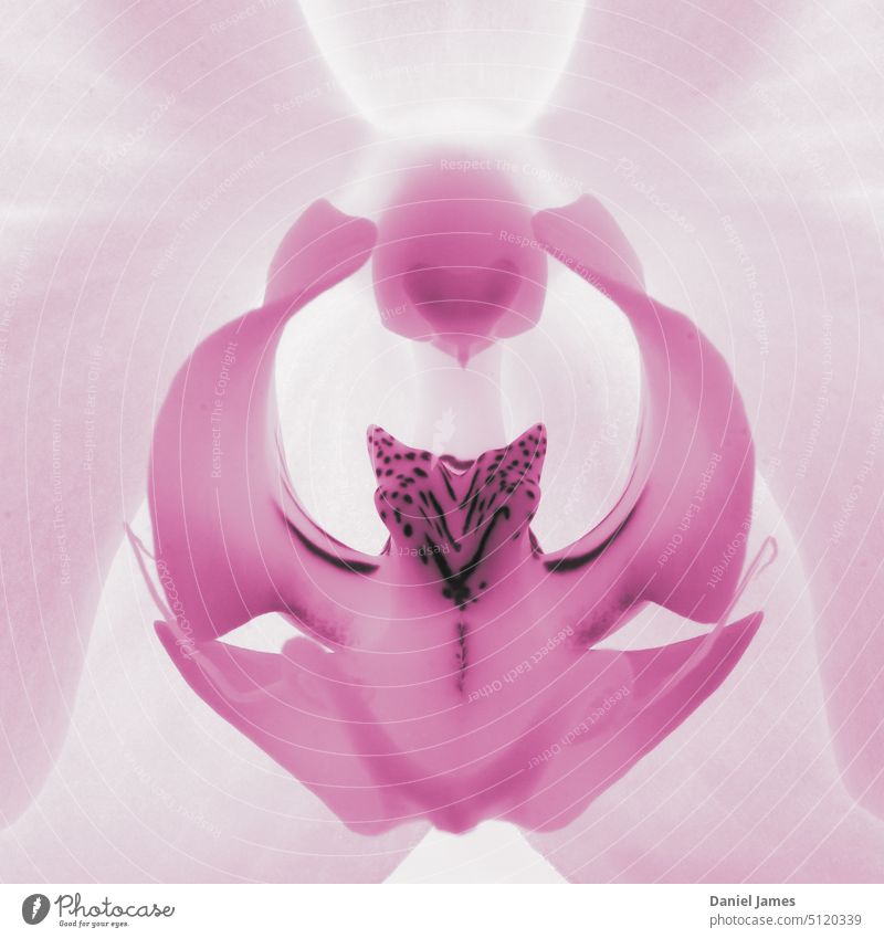 Orchidee, in extremer Nahaufnahme. Blume Makroaufnahme Makro-Fotografie rosa geblümt Flora Blüte Pflanze Natur Blütenblatt Detailaufnahme filigran Struktur Form
