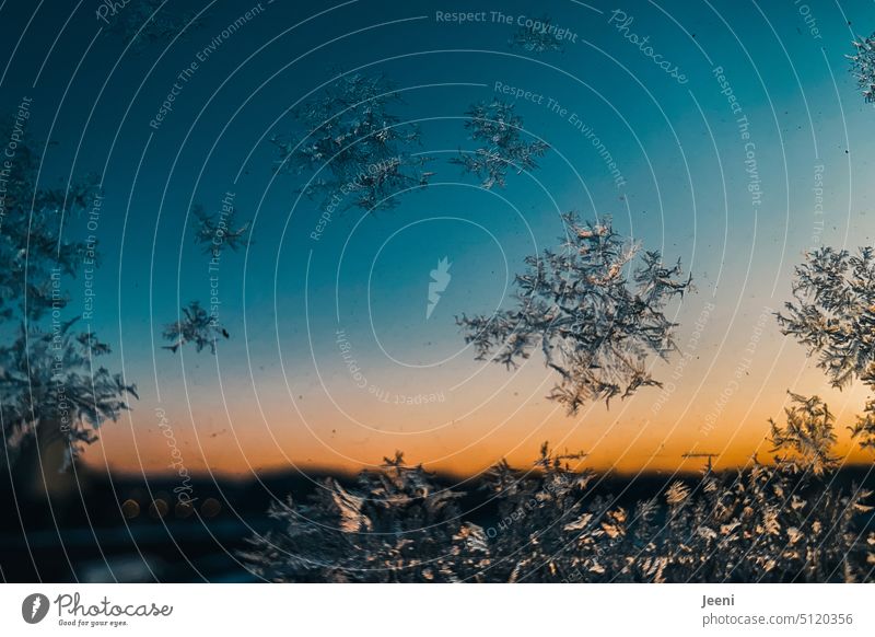Eiskristalle an der Fensterscheibe bei Sonnenaufgang Winter kalt Frost gefroren Eisblumen Kristallstrukturen Sonnenlicht orange blau Himmel Winterstimmung