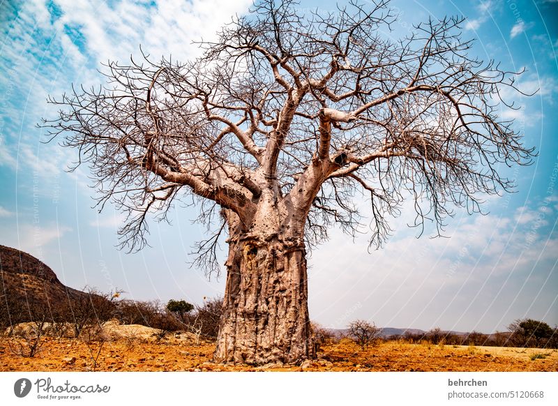 stark groß kräftig imposant beeindruckend besonders Wärme Himmel Abenteuer Ferien & Urlaub & Reisen Landschaft Natur Fernweh Namibia Farbfoto Afrika Ferne Baum