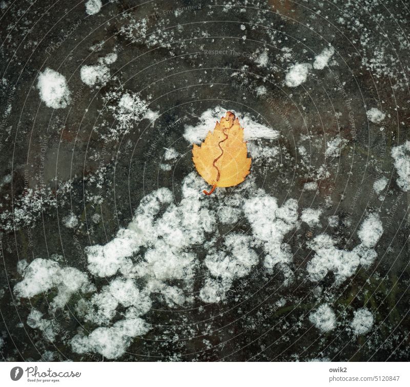 Herzblatt Blatt Laubblatt orange leuchtende Farbe Eisfläche Winter Wasser gefroren kalt Frost Außenaufnahme Detailaufnahme Urelemente Natur herbstlich