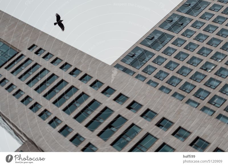 Rabe oder Krähe am Himmel zwischen Hochhäuser Hochhaus in Wolken Tristesse Vogel Bürogebäude Freiheitsdrang fliegen Flügel Fassade Fenster Moderne Architektur