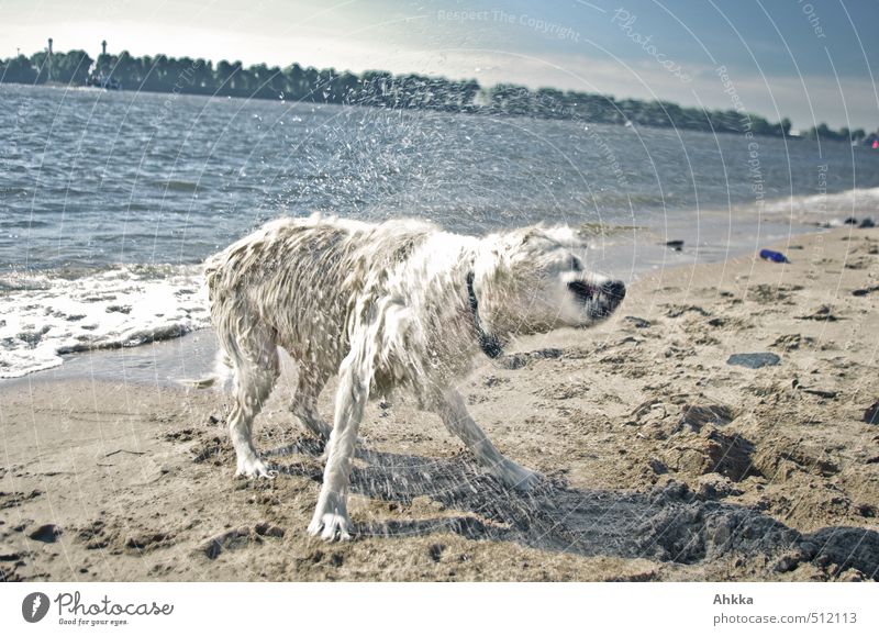 100* Tropfen einer wilden Bestie sportlich Fitness Kur Spa Schwimmen & Baden Ausflug Natur Schönes Wetter Flussufer Strand blond Haustier Hund außergewöhnlich