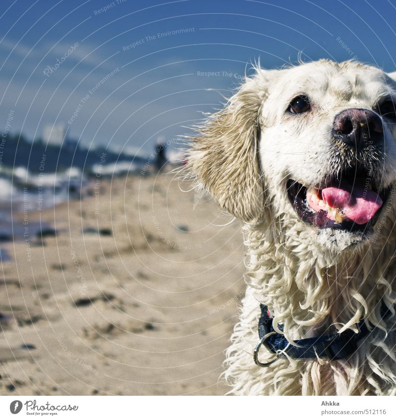 Spiel mit mir! Leben Schwimmen & Baden Spielen Wassersport Umwelt Natur Wellen Küste Strand Hafenstadt Haustier Hund Jagd Kommunizieren Blick blond Gefühle