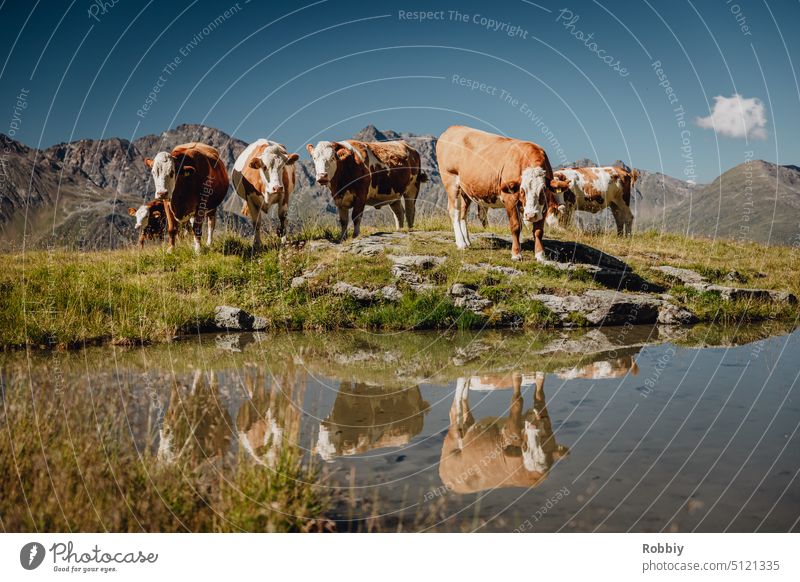 Eine kleine Herde Kühe an einem Teich in den Alpen Kuh Alm Bergwiese Weide Kuhweide Berge Almwiese Berge u. Gebirge Berge im Hintergrund Wandern Osttirol