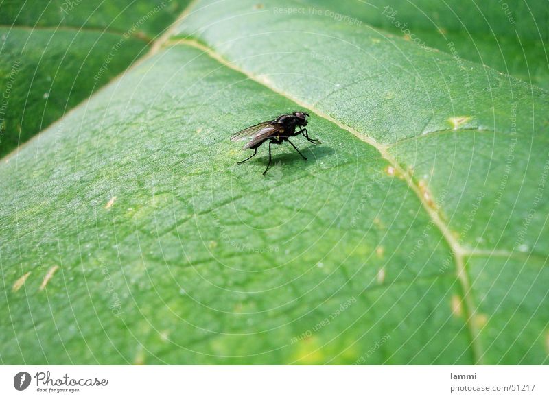 Die Fliege Blatt grün schwarz Monochrom ruhig Tier Makroaufnahme Außenaufnahme Natur Farbe warten