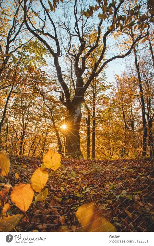 Rote und orangefarbene warme Sonne beleuchtet den orange-roten Wald und einen einsamen kahlen Baumstamm. Mojtin, Strazov-Gebirge, Slowakei, Osteuropa