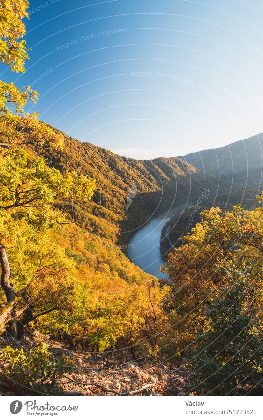 Blick auf die Herbstlandschaft des Domasinsky-Mäanders in der Region Zilina, Slowakei. Der Fluss Vah fließt U-förmig an herbstlichen Wäldern vorbei Irrfahrt