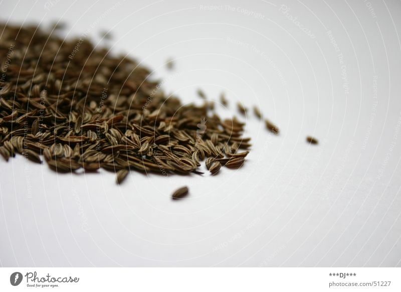 Kümmel Kräuter & Gewürze Zutaten verfeinern Korn braun Ernährung Samen Foodfotografie Vor hellem Hintergrund Textfreiraum Haufen Würzig