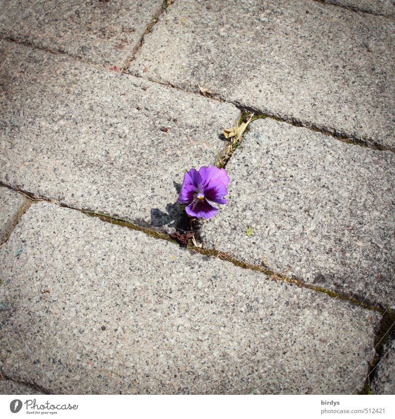 Stiefmütterchen Schönes Wetter Blume Stiefmütterchenblüte Blühend klein niedlich positiv grau violett Willensstärke Einsamkeit Farbe Überleben unschuldig 1