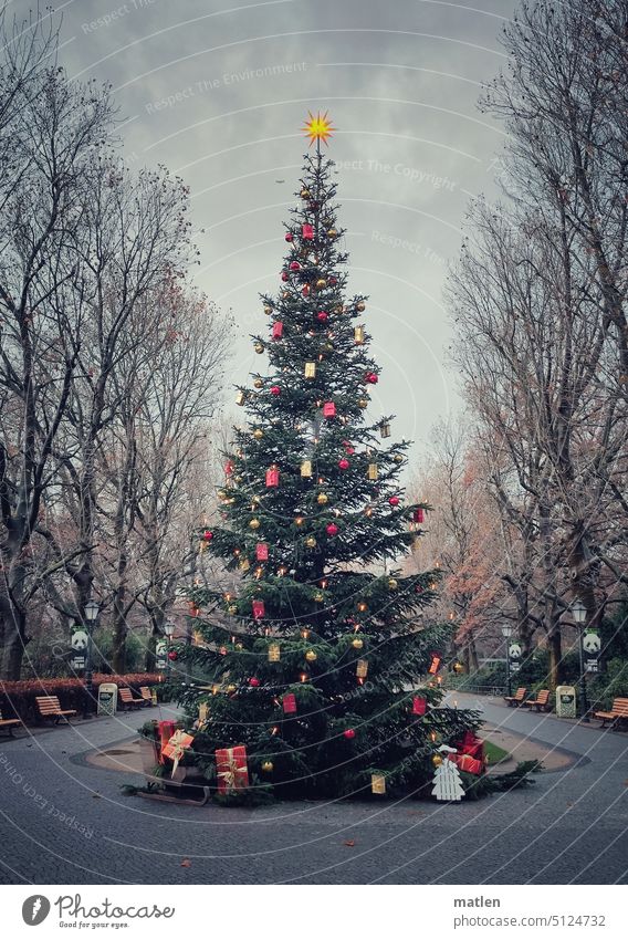 geschmückte Tanne Baum Weihnachtsbaum Farbfoto Weihnachten & Advent Winter Feste & Feiern Stimmung Tradition christlich