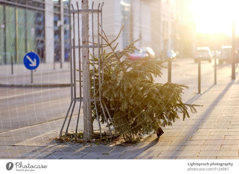 Ausrangierter Weihnachtsbaum nach den Feiertagen im Gegenlicht. Straßenrand Müll Konsumverhalten traditionelle Zeremonie Saison Fokus auf den Vordergrund