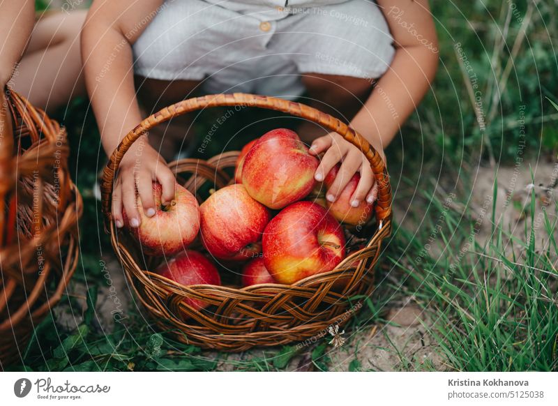 Hände von Kleinkind Junge Abholung reifen roten Äpfeln in Korb. Kinder im Garten erforscht Pflanzen, Natur im Herbst. Erstaunliche Szene. Zwillinge, Familie, Liebe, Ernte, Kindheit Konzept