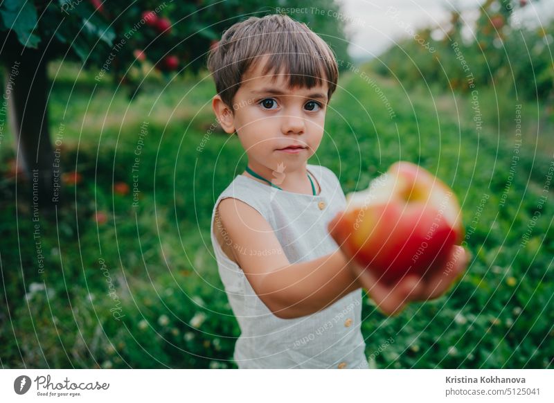 Niedliche kleine Kleinkind Junge hält aus und bietet reifen roten Apfel. Kind im Garten erforscht Pflanzen, Natur im Herbst. Erstaunliche Szene. Ernte, Kindheit Konzept