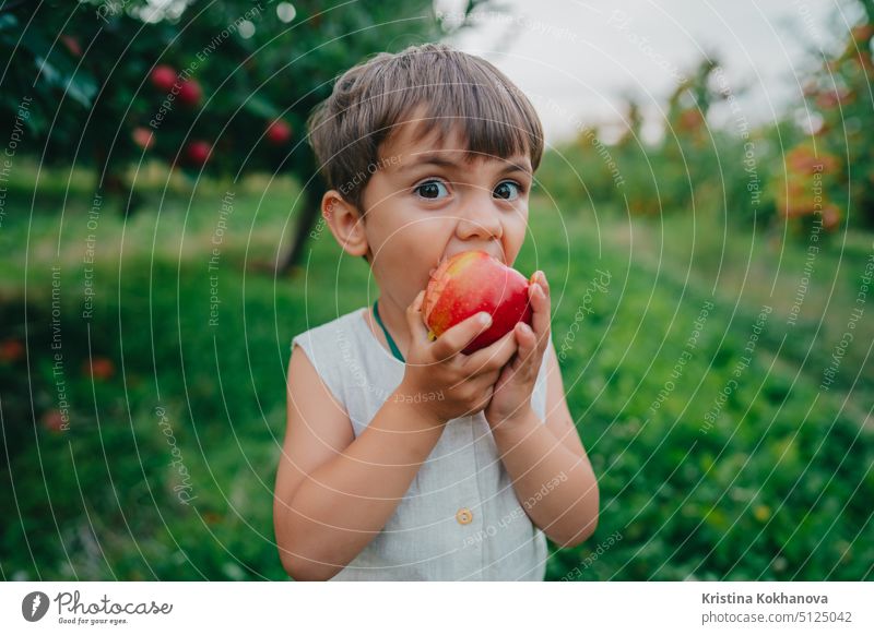 Süßes kleines Kleinkind Junge essen reifen roten Apfel in schönen Garten. Sohn erforscht Pflanzen, Natur im Herbst. Amazing Szene mit Kind. Kindheit Konzept