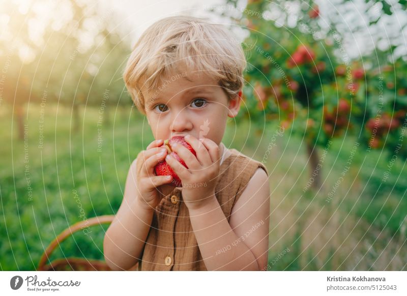Süßes kleines Kleinkind Junge essen reifen roten Apfel in schönen Garten. Sohn erforscht Pflanzen, Natur im Herbst. Amazing Szene mit Kind. Kindheit Konzept