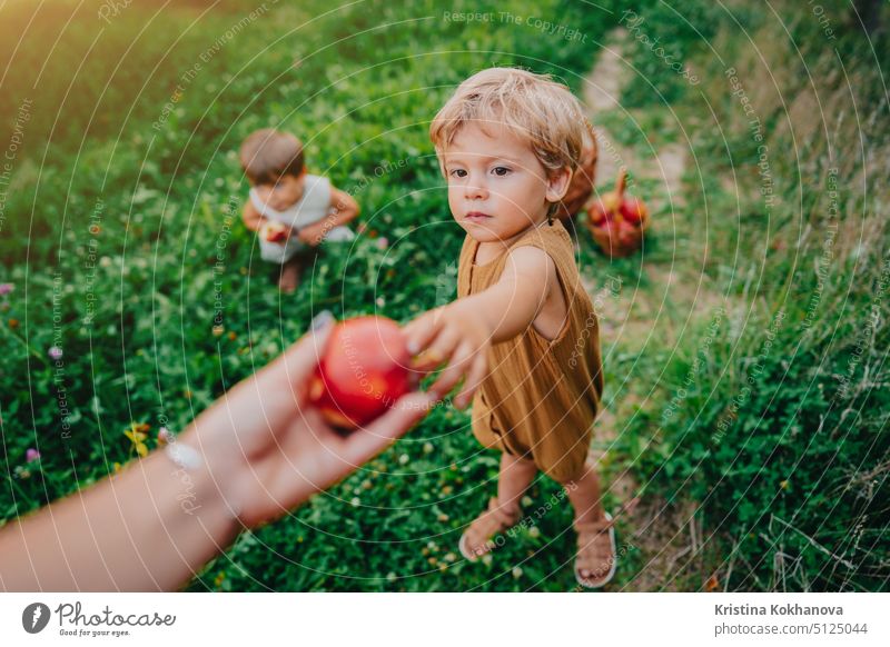 Süßes kleines Kleinkind Junge nimmt reife rote Äpfel von Mama. Brüder im Garten erforscht Pflanzen, Natur im Herbst. Erstaunliche Szene. Zwillinge, Familie, Liebe, Ernte, Kindheit Konzept