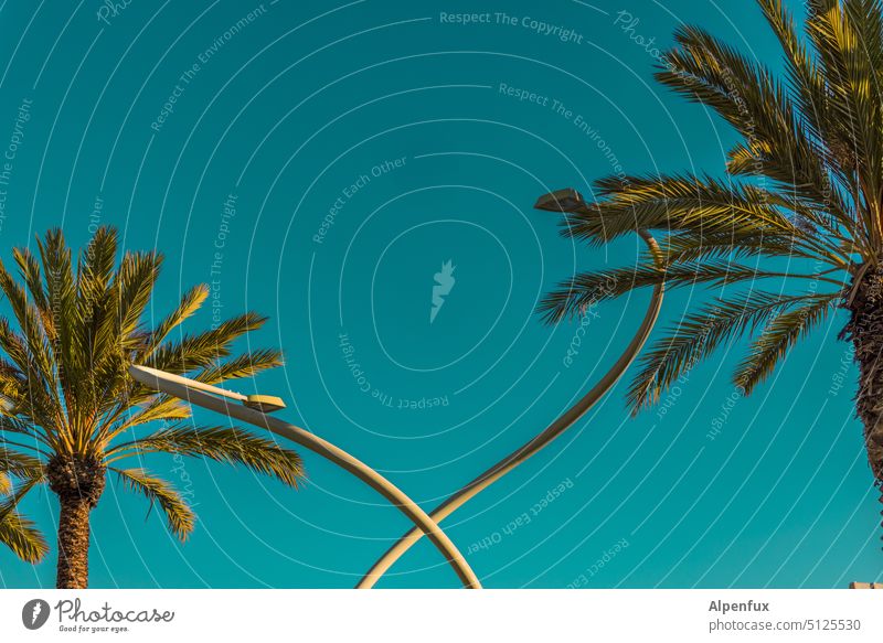 tropischer Schlangentanz Palmen Straßenlaternen Himmel Schönes Wetter Ferien & Urlaub & Reisen exotisch Palmenwedel Sommer Pflanze Außenaufnahme Urlaubsstimmung