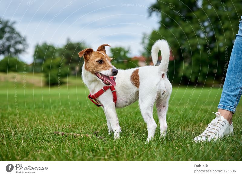 Aktiver niedlicher Hund, der auf einem Rasen mit grünem Gras läuft. Haustier laufen Spielen Feld Sommer aktiv Spaziergang jack russell rennen im Freien spielen