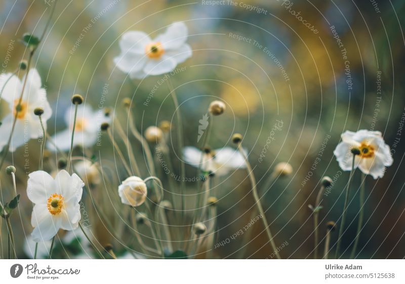 Weiße Herbst - Anemonen Detailaufnahme zart schön Blüte Blume Pflanze Natur Meditation Zufriedenheit harmonisch Wellness weich Blühend Garten