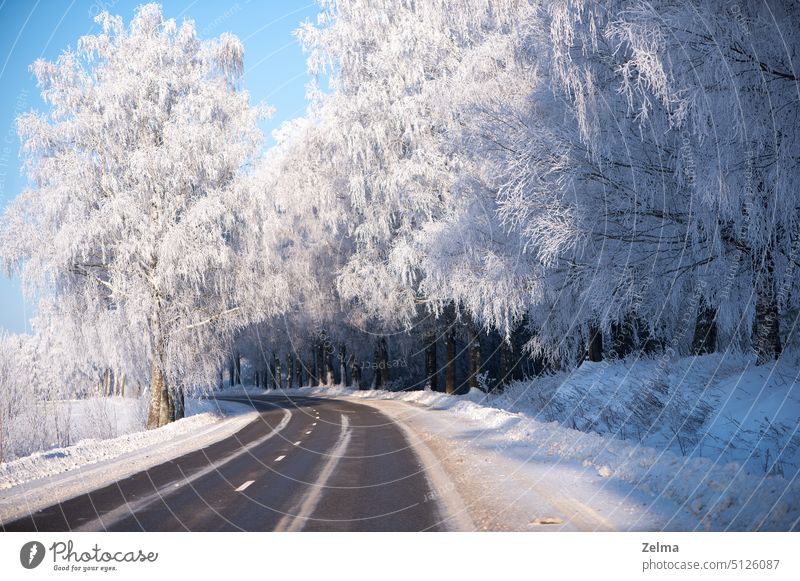 Landstraße in einer Winterlandschaft mit vereisten Bäumen und pastellblauem Himmel Straße Straßenkurve Serpentinen Frost gefrostet frostig gefroren Baum kalt