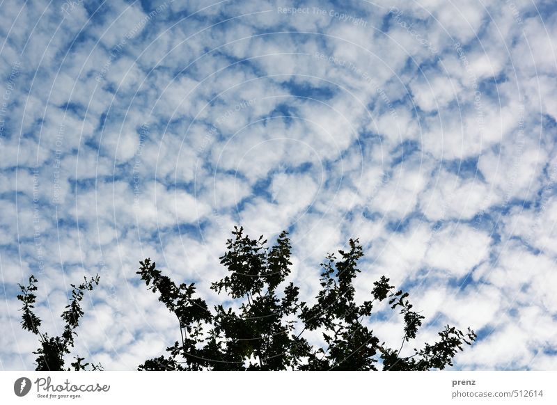 Herbsthimmel Umwelt Natur Wetter Schönes Wetter blau weiß Himmel Wolken Zweig Eiche Farbfoto Außenaufnahme Morgen Licht Weitwinkel