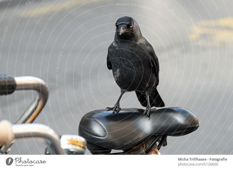 Dohle auf einem Fahrradsattel Corvus monedula Rabe Rabenvogel Kopf Augen Schnabel Federn Gefieder Flügel Beine Krallen Sattel Stadt Amsterdam Holland