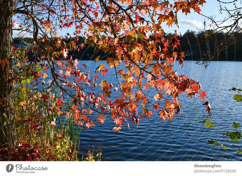 Herbstlich leuchtende orange-rote Blätter des amerikanischen Amberbaums über einem See. amberbaum laub herbst oktober november liquidambar stycifflua fomosa