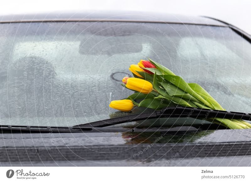 rote gelbe Tulpen im Regen auf der Windschutzscheibe des Autos als Geschenk und Liebeserklärung PKW Fenster Tropfen Blumen Blumenstrauß nass Glas präsentieren