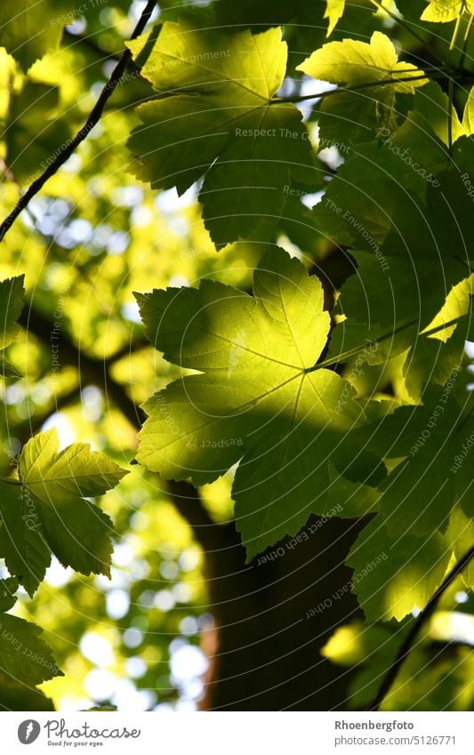 Ahornblätter im schattigen Sonnenlicht, ein tolle Farbenspiel! ahorn ahornbaum sommer schatten sonne grün blatt laub ast zweig baumstamm dunkel acer