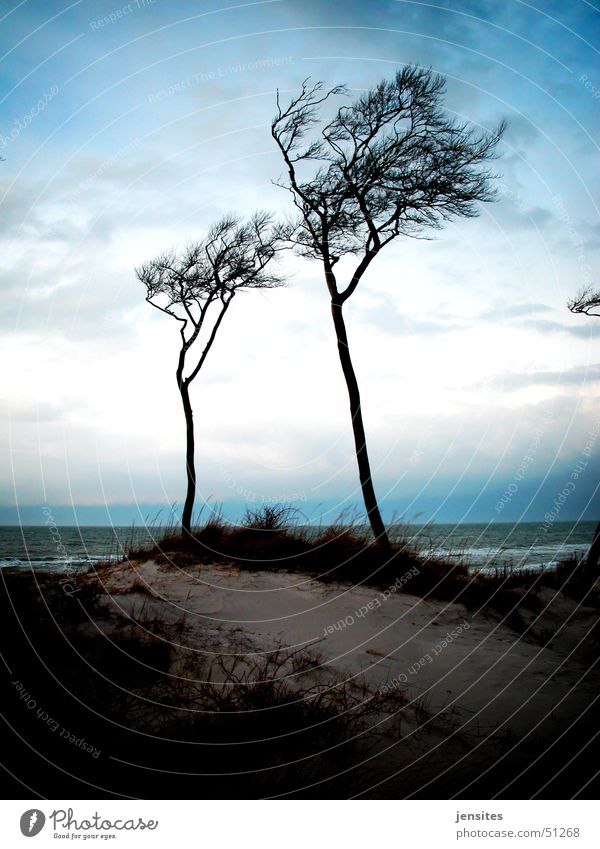 Ostseepalmen II Baum Windflüchter Meer Strand ruhig Winter grau Deutschland Ast Dynamik Natur Bewegung Himmel blau