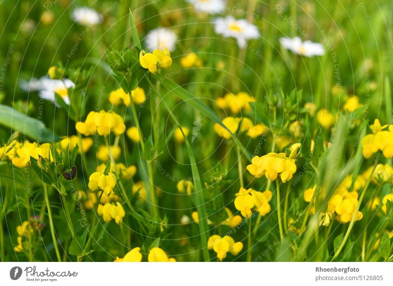Gewöhnlicher Hornklee auf einer Blumenwiese mit einer kleinen schwarzen Raupe. hornklee gelb raupe schmetterling unkraut kräuter blumen wildblume sommerwiese