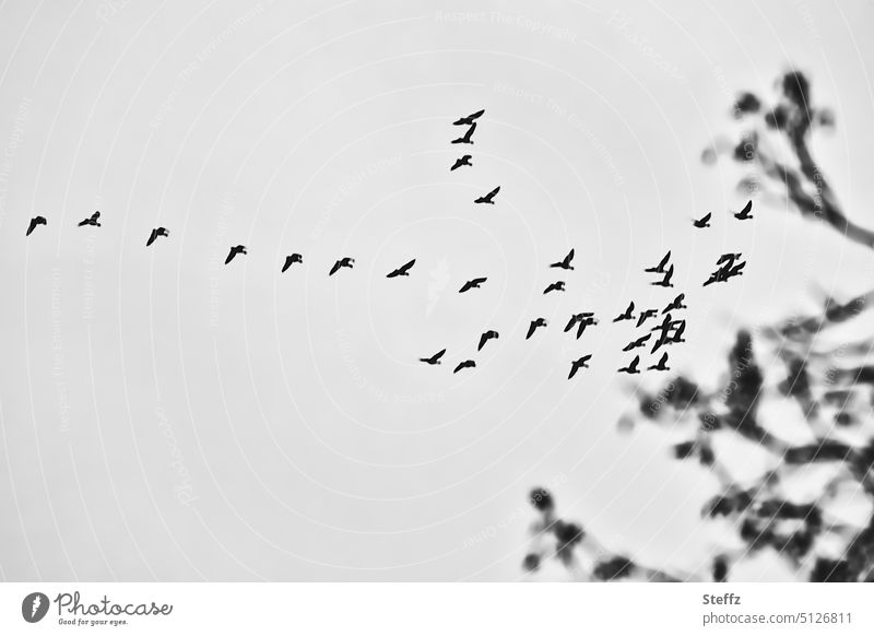 Novembervögel Vögel Himmel grau Vögel fliegen Vogelflug Vogelzug wolkenlos Luft Vogelschwarm grauer Himmel Äste Vogelbeobachtung Wildvögel Vogelhimmel Freiheit