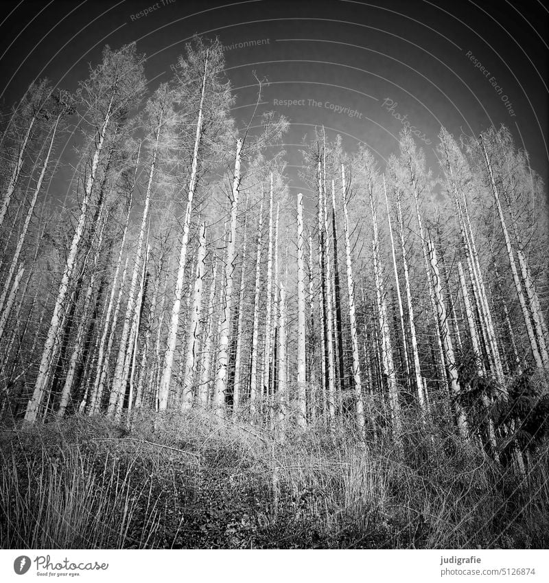 Fichtensterben im Harz Wald Waldsterben Klimawandel Baum Natur Umwelt Forstwirtschaft Borkenkäfer Landschaft Totholz Bäume Fichtenwald Holz borkenkäferbefall