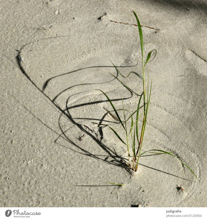 Gras mit Schatten malt Kreise in den Sand Strand Licht Wind Meer Küste Natur Stranddüne Ostsee natürlich Pflanze Spuren windig Bewegung