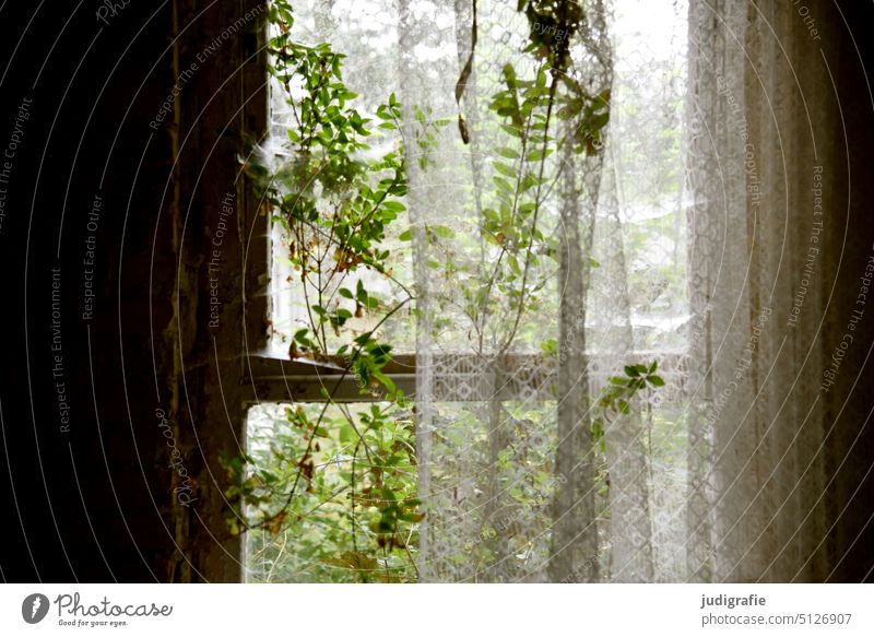 Natur am Fenster Gardine Textilien Faltenwurf Heimtextilien Zweig Baum Strauch Verfall Vergänglichkeit vergangen verfallen filigran Gebäude Ruine verlassen