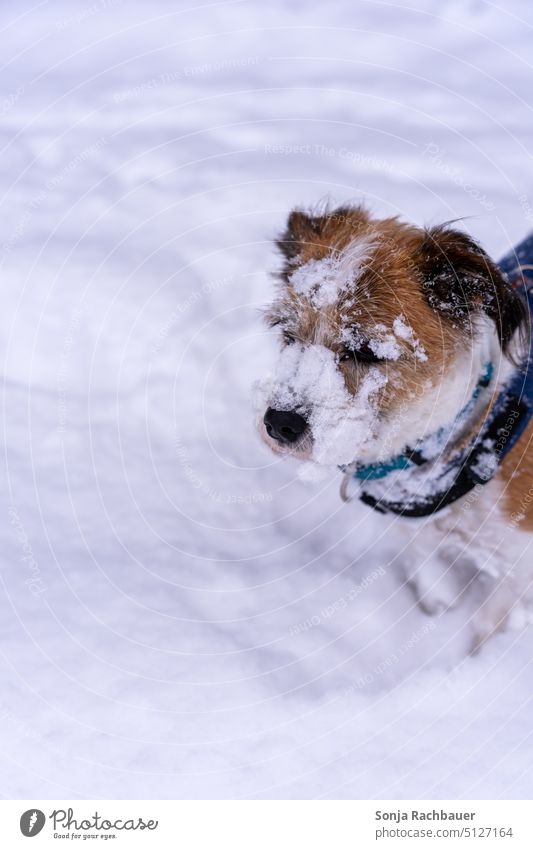 Ein kleiner Hund im Schnee. Terrier Winter Haustier Tier Lifestyle Außenaufnahme braun weiß Glück spass Jack-Russell-Terrier gehorsam warten niedlich Porträt