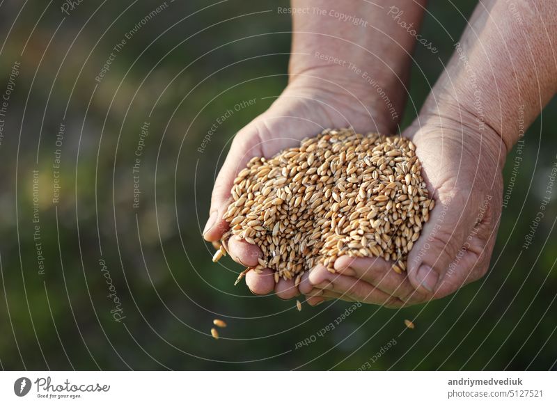 Weizenkörner fallen von alter Hand im Weizenfeld zur Zeit der goldenen Stunde. Konzept des Friedens. Close Up Natur Foto Idee einer reichen Ernte. Feld Korn