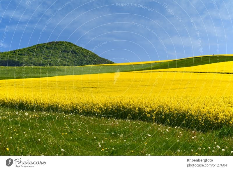 Mehrere gelb blühende Rapsfelder vor einem Berg in der Thüringer Rhön! raps blüten blütenstand rhön berg gebirge mittelgebirge anbau feldarbeit sommer frühling