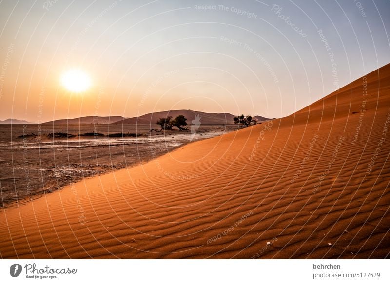 morgenstund hat gold im mund Schatten Licht Sossusvlei Außenaufnahme Sesriem dune 45 Sand Wüste Afrika Namibia Ferne Fernweh Sehnsucht reisen Farbfoto
