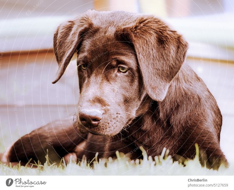 Brauner Labradorwelpe Welpe Haustier Tier Hund Farbfoto Tierporträt Blick in die Kamera Tiergesicht Fell Tierliebe niedlich Schnauze kuschlig braun Menschenleer