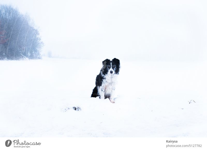 Border Collie im Schnee Hund Border collie Haustier niedlich Außenaufnahme Tier Natur Freiheit Weitblick Nebel neblig Treue Heidi alte Dame Liebe Ewigkeit