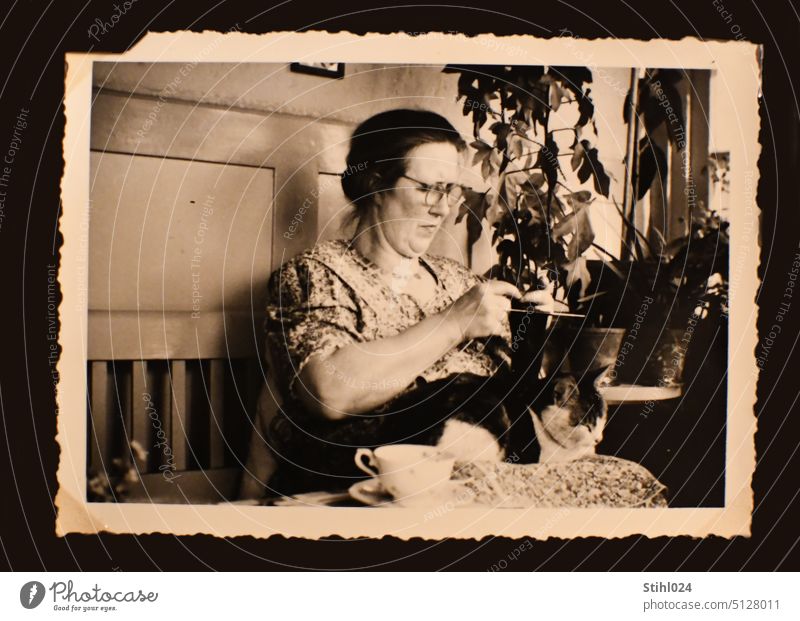 Oma mit Katze und Tasse Kaffee beim Stricken im Wintergarten in den 1960ern KAtze KAffee KAffeetrinken vintage schwarz-weiß Kaffeetasse gemütlich PAuse Eckbank