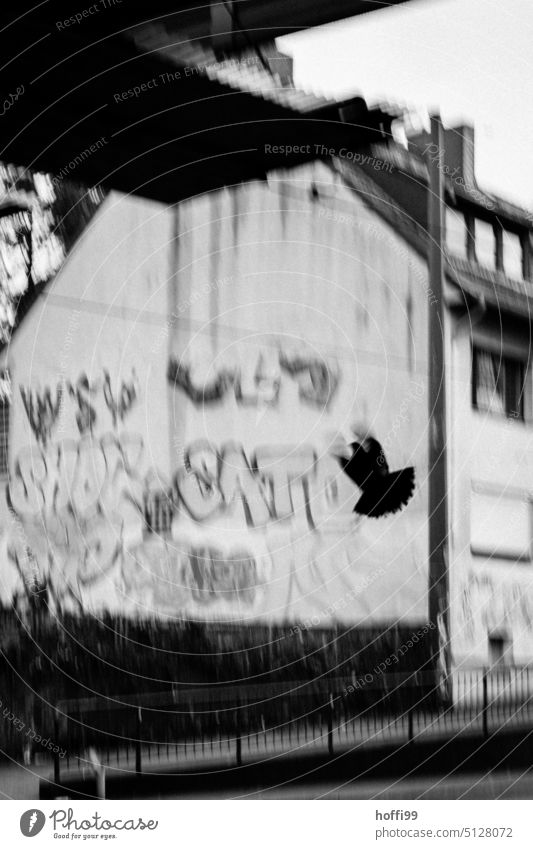 Silhouette einer auffliegenden Taube vor Hauswand mit Graffiti Großstadt Vogel flüchten Flucht verlassen düster bedrohlich Einsamkeit urban dunkel Angst