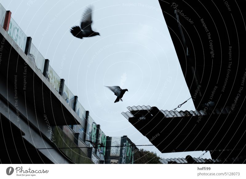zweit Tauben in Anflug auf eine Plattform unter den Fragmenten einer Hochstrasse dunkel bedrohlicher Himmel Tunnel Vogel Großstadt Silhouette Beton Hochstraße